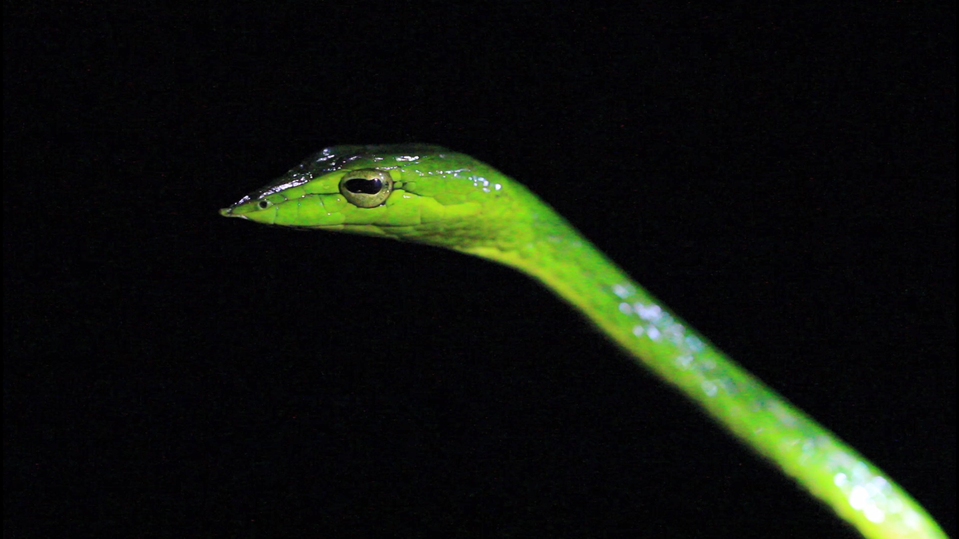 malayalam-snake-names